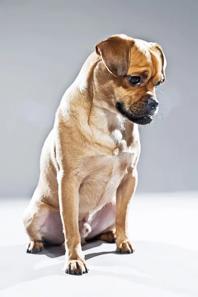 Mixed breed dog pug and lhasa apso. Studio shot against grey. — Stock Photo, Image