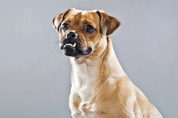 Blandras hund mops och lhasa apso. Studio skott mot grå. — Stockfoto