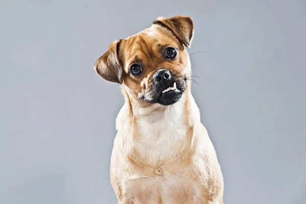 Mixed breed dog pug and lhasa apso. Studio shot against grey. — Stock Photo, Image