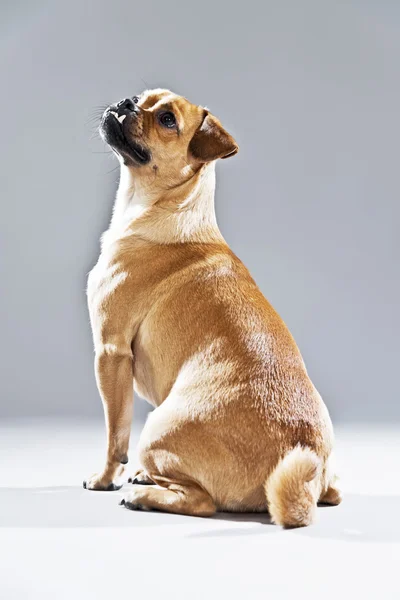 Mixed breed dog pug and lhasa apso. Studio shot against grey. — Stock Photo, Image