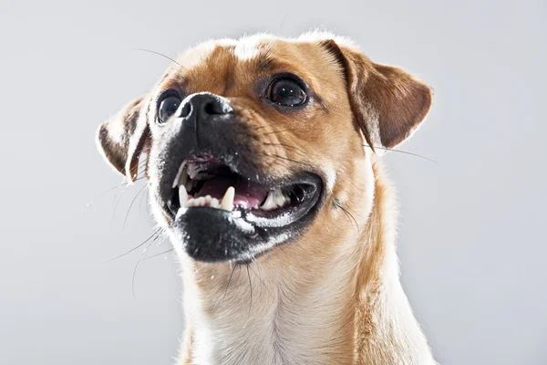 Mixed breed dog pug and lhasa apso. Studio shot against grey. — Stock Photo, Image