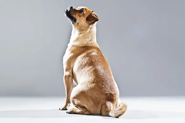 Mixed breed dog pug and lhasa apso. Studio shot against grey. — Stock Photo, Image
