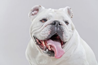Beyaz İngilizce bulldog. yakın çekim kafa. GRE karşı atış studio