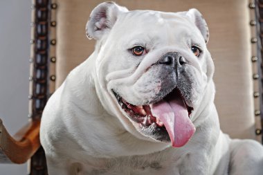 Beyaz İngilizce bulldog sandalyede oturuyor. gri karşı atış studio