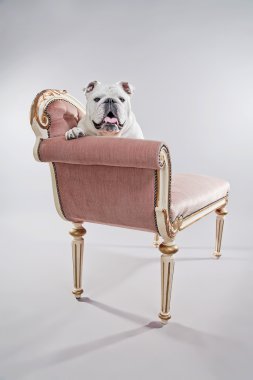 Beyaz İngilizce bulldog vintage koltukta oturuyor. Stüdyo yine vurdu