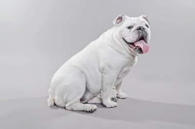 Beyaz İngilizce bulldog yerde yatıyor. Stüdyo gr karşı vurdu