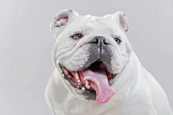 Weiße englische Bulldogge. Großaufnahme des Kopfes. Studioaufnahmen gegen gre — Stockfoto