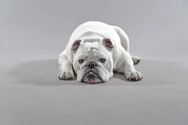 Beyaz İngilizce bulldog yerde yatıyor. Stüdyo gr karşı vurdu — Stok fotoğraf