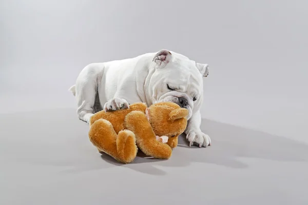 White english bulldog playing with teddy bear. Studio shot again — Stock Photo, Image