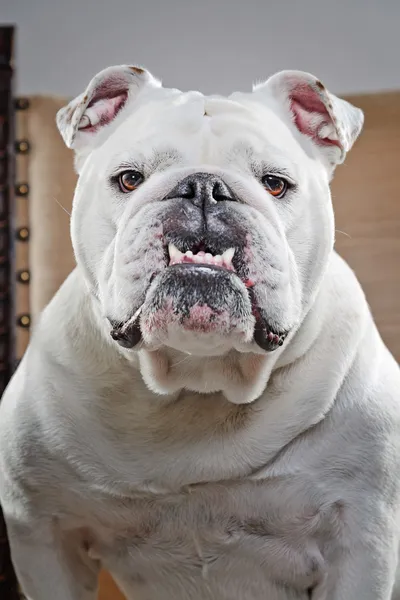 Bulldog inglês branco sentado na cadeira. Estúdio tiro contra cinza — Fotografia de Stock