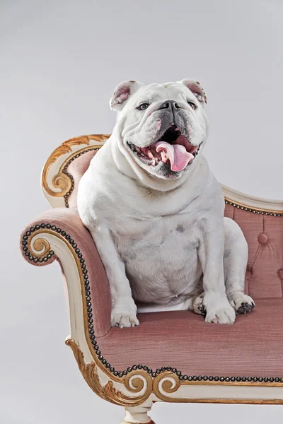 White english bulldog sitting on vintage sofa. Studio shot again — Stock Photo, Image