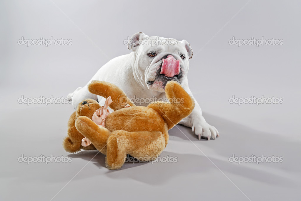 teddy the bulldog