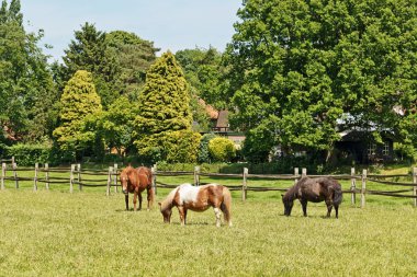 kahverengi ponys, baharda çayırlıkta otlatma. arka plan ağaç