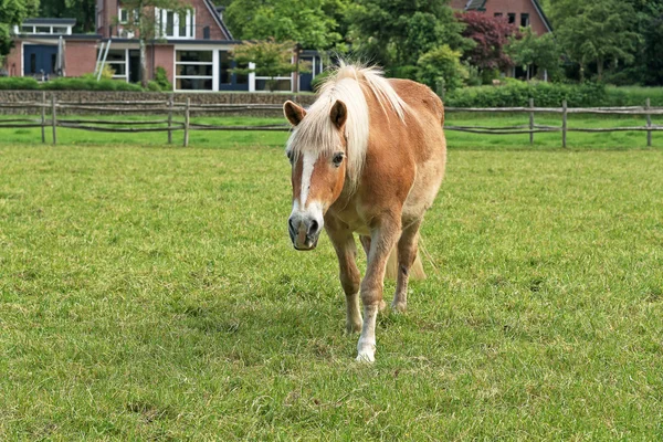 Pony marrón de pie en el prado en primavera. Árboles en el fondo —  Fotos de Stock