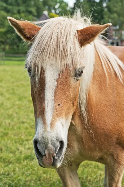 Pony marrón de pie en el prado en primavera. Árboles en el fondo — Foto de Stock