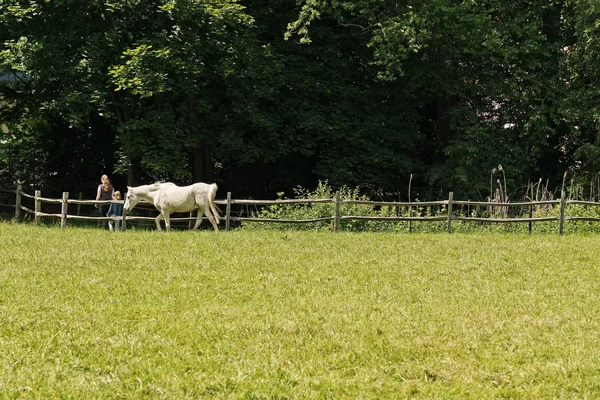 White horse wandelen in de weide in het voorjaar. bomen op de achtergrond — Stockfoto