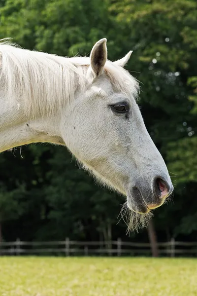 Primo piano di un cavallo bianco in piedi all'aperto nel prato con alberi — Zdjęcie stockowe