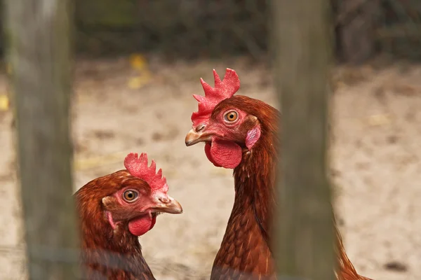Close-up of two chickens outdoors in chicken coop. — Stock Photo, Image