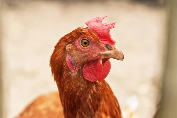 Close-up of chicken outdoors in coop. — Stock Photo, Image