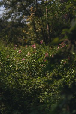 Yazın gür ve gür bir ormanda açan mor balsam çiçekleri..