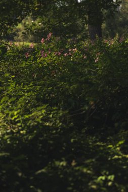 Yazın gür ve gür bir ormanda açan mor balsam çiçekleri..
