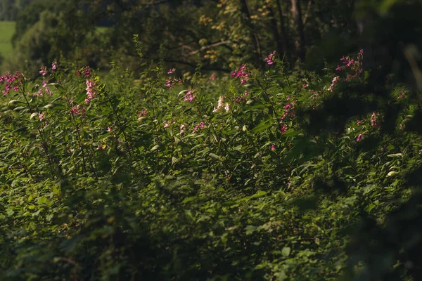 Yazın gür ve gür bir ormanda açan mor balsam çiçekleri..