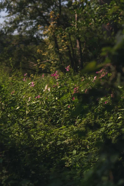 Yazın gür ve gür bir ormanda açan mor balsam çiçekleri..
