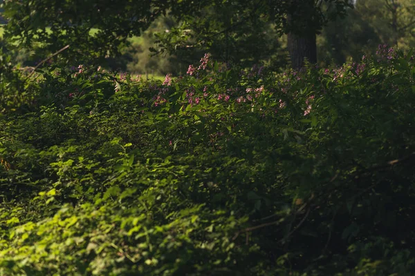 夏に緑豊かな鬱蒼とした森に咲くバルサムの紫色の花 — ストック写真
