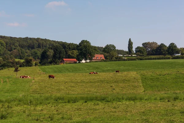 Paisagem Ensolarada Montanhosa Com Vacas Prado Uma Fazenda Com Parque — Fotografia de Stock