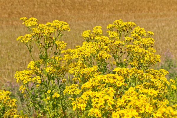 Primer plano de flores silvestres amarillas en el campo de trigo . —  Fotos de Stock