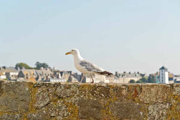 Sea gull stojący na stare mury miasta saint malo. Bretania. Fran — Zdjęcie stockowe