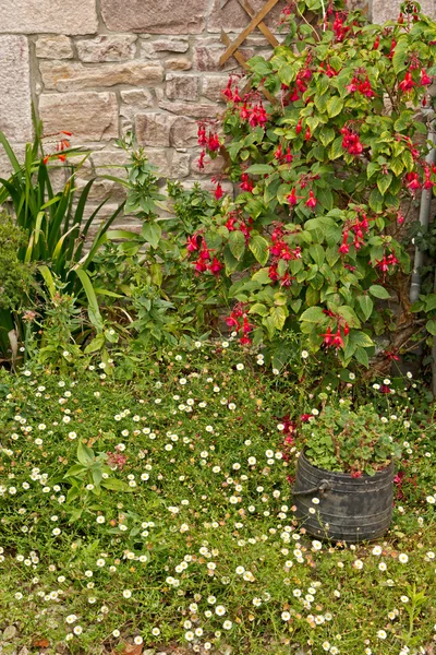 Piękne miasto ogród kwiaty białe i różowe. Kamień murowy. — Zdjęcie stockowe