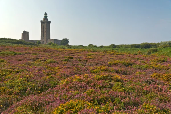 Colorful field of purple and yellow flowers with lighthouse in t — Stock Photo, Image