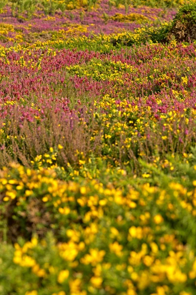 보라색과 노란색 꽃의 다채로운 필드입니다. Frehel 케이프입니다. 브리 — 스톡 사진