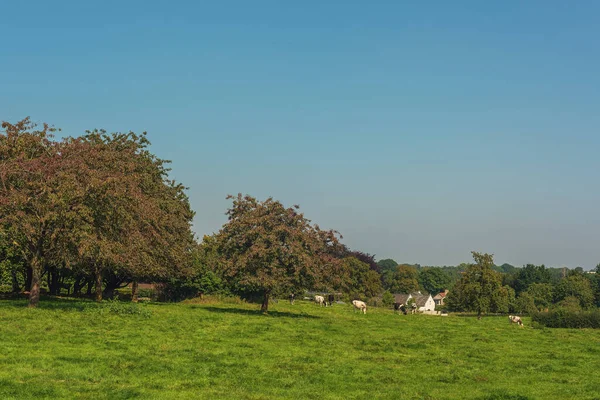 Old Orchard Grazing Cows Some Houses Sunny Hilly Landscape Clear — Stock Photo, Image