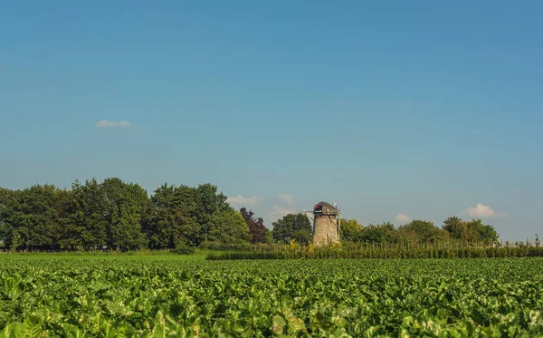 Historyczny Holenderski Wiatrak Między Drzewami Słonecznej Farmie Pod Błękitnym Niebem — Zdjęcie stockowe