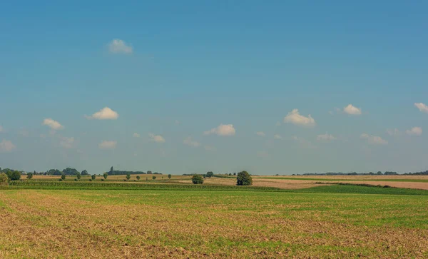 Rularea Peisajului Însorit Terenuri Agricole Câțiva Copaci Sub Cer Albastru — Fotografie, imagine de stoc