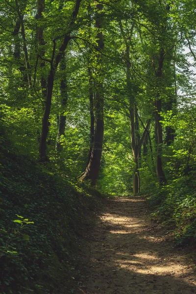 緑豊かな夏の落葉樹林の深い日差しの中の森の道 — ストック写真