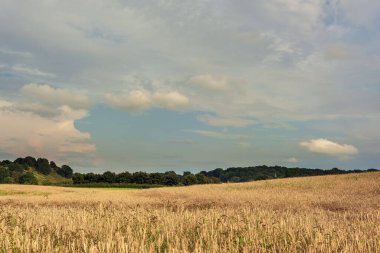 Ufukta ağaçlar olan tahıl tarlası yuvarlanan bir yaz manzarasında mavi bulutlu gökyüzü.