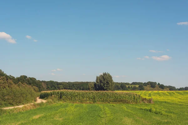 Agricultural Fields Flowering Rapeseed Sunny Rolling Landscape Blue Sky Some — Stock Photo, Image