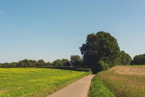 Country Road Agricultural Fields Flowering Rapeseed Sunny Rolling Landscape Blue — Stock Photo, Image