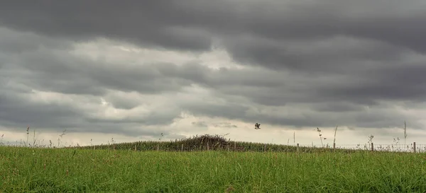 秃鹰在乌云笼罩的天空下 低低地飞过有栅栏的田野 — 图库照片
