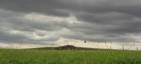 Buizerd Vliegt Laag Een Omheind Veld Onder Een Donkere Bewolkte — Stockfoto