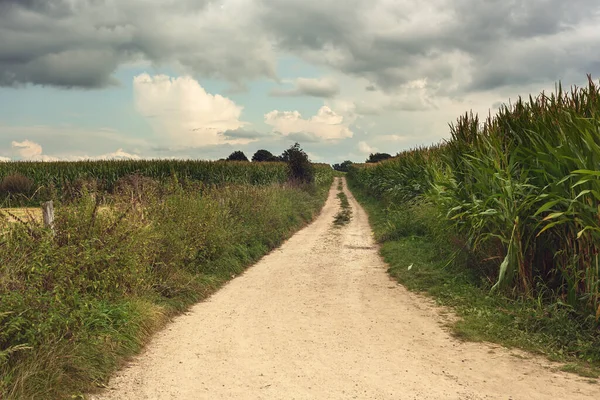 Camino Tierra Entre Campos Maíz Paisaje Ondulado Bajo Cielo Nublado — Foto de Stock