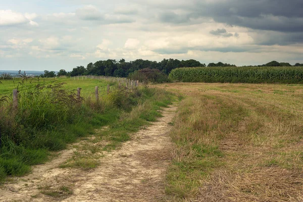 Chemin Terre Avec Une Clôture Entre Les Champs Maïs Dans — Photo