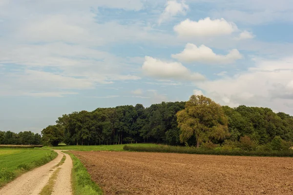 Dirt Path Fields Trees Rolling Summer Landscape Blue Cloudy Sky — Stock Photo, Image