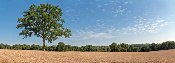 Árvore verde solidão no campo de trigo com céu azul nublado. Panoram. — Fotografia de Stock