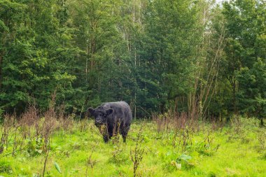 Yaz ormanlarında çayırlarda otlayan siyah inek..