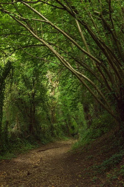 Sentiero Escursionistico Una Fitta Foresta Estiva — Foto Stock