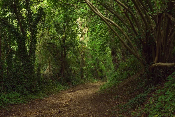 Wandelpad Een Dicht Zomers Bos — Stockfoto